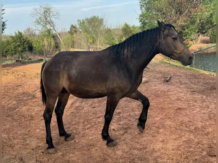 American Quarter Horse Mix Klacz 7 lat 157 cm Jelenia in Charleston