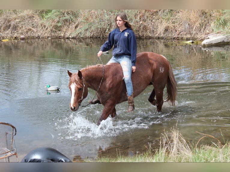 American Quarter Horse Klacz 7 lat 157 cm Kasztanowatodereszowata in Fort Collins CO