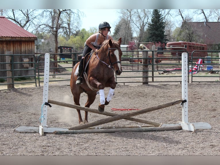 American Quarter Horse Klacz 7 lat 157 cm Kasztanowatodereszowata in Fort Collins CO