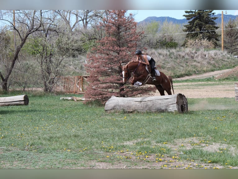 American Quarter Horse Klacz 7 lat 157 cm Kasztanowatodereszowata in Fort Collins CO