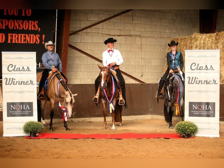 American Quarter Horse Klacz 7 lat 159 cm Kasztanowatodereszowata in Geetbets