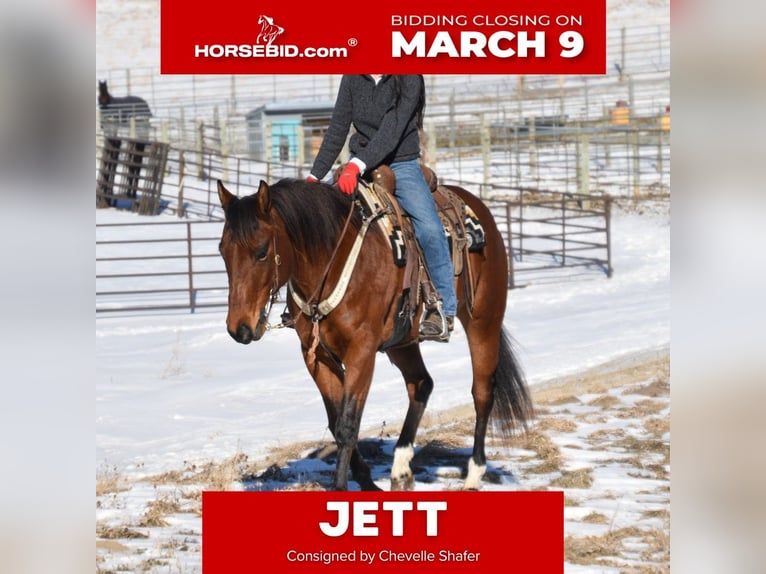American Quarter Horse Klacz 7 lat 160 cm Gniada in Glencoe