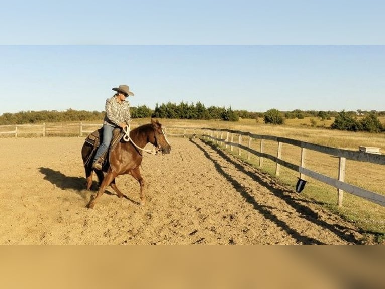 American Quarter Horse Klacz 7 lat 163 cm Ciemnokasztanowata in Huntington