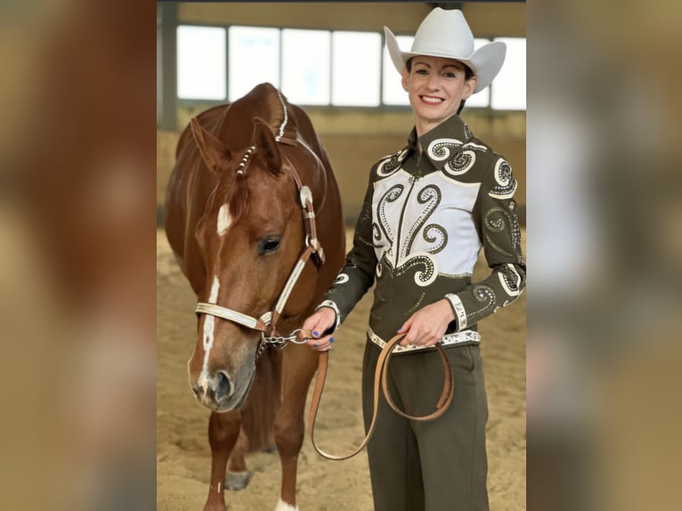 American Quarter Horse Klacz 7 lat 163 cm Kasztanowata in Winterbach