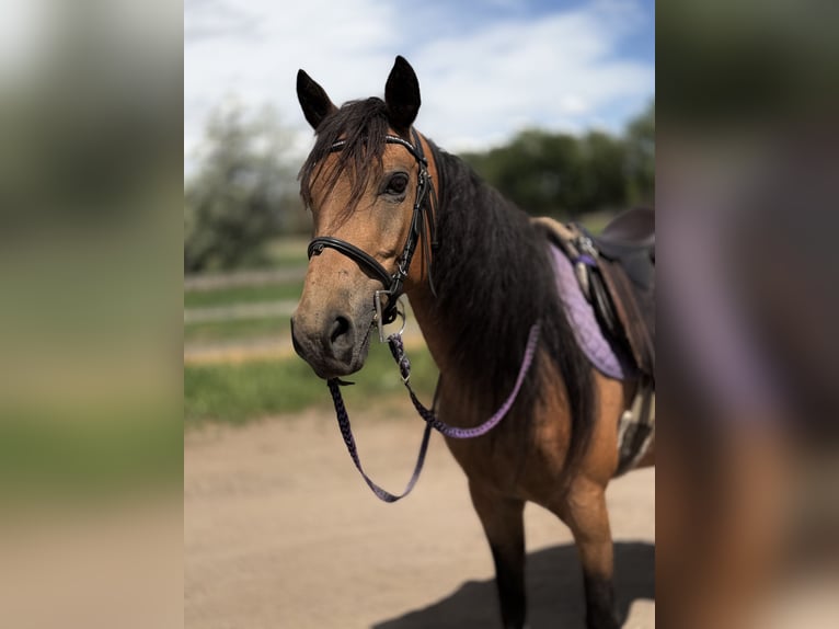 American Quarter Horse Klacz 7 lat 173 cm Jelenia in Fort Collins