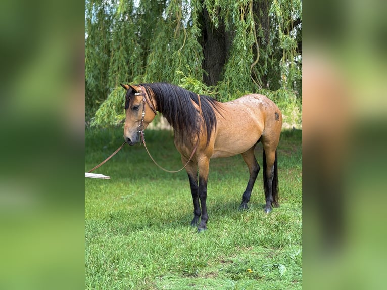 American Quarter Horse Klacz 7 lat 173 cm Jelenia in Fort Collins