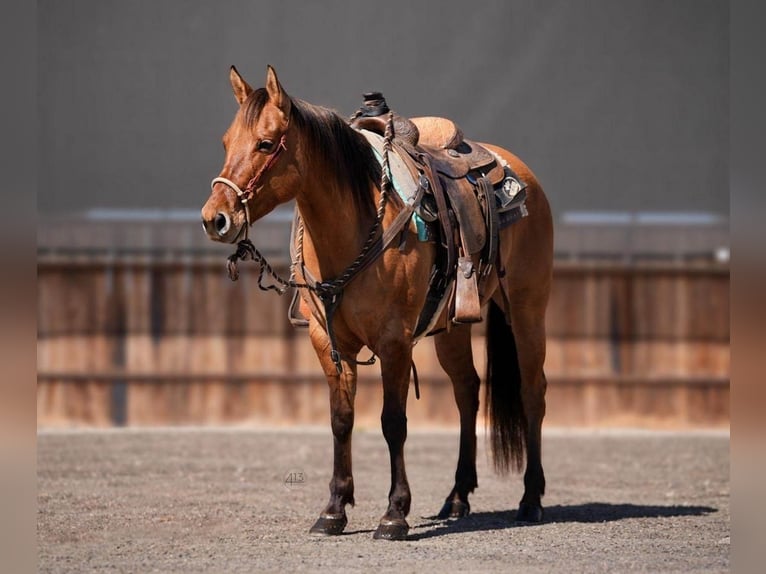 American Quarter Horse Klacz 7 lat Bułana in Weatherford, TX