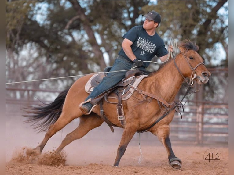 American Quarter Horse Klacz 7 lat Bułana in Weatherford, TX