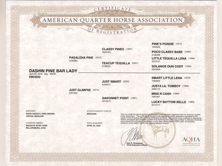 American Quarter Horse Klacz 7 lat Ciemnogniada in Millersburg