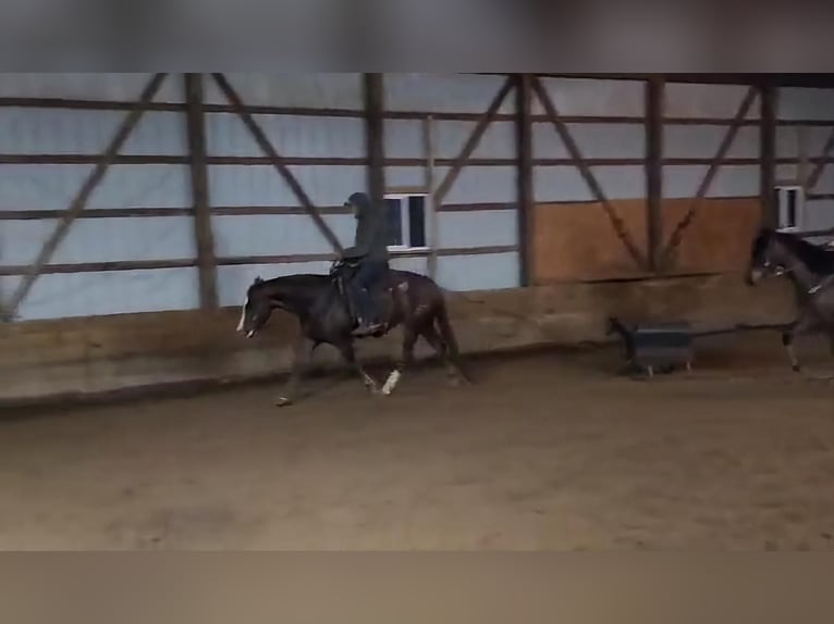 American Quarter Horse Klacz 7 lat Cisawa in Pierpont, OH