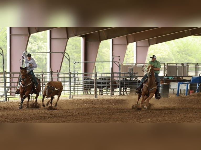 American Quarter Horse Klacz 7 lat Cisawa in Herrick