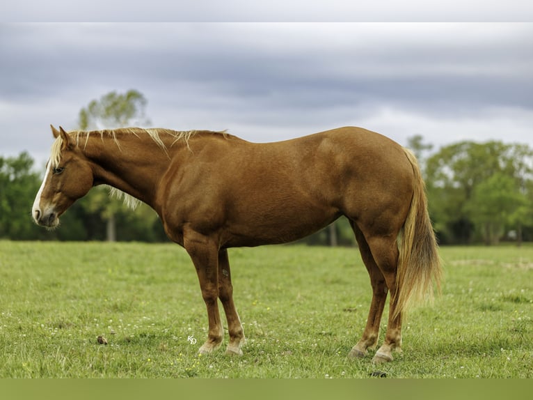 American Quarter Horse Klacz 7 lat Cisawa in Herrick
