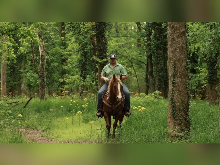 American Quarter Horse Klacz 7 lat Cisawa in Herrick