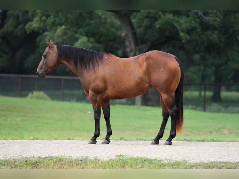 American Quarter Horse Klacz 7 lat Gniada in Weatherford