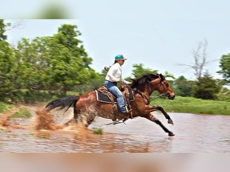 American Quarter Horse Klacz 7 lat Gniada in PERRY, OK