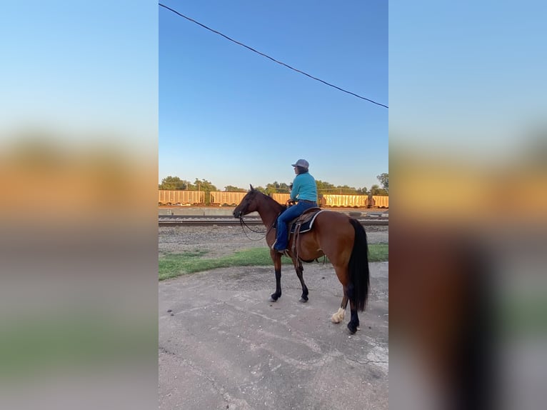 American Quarter Horse Klacz 7 lat Gniada in PERRY, OK