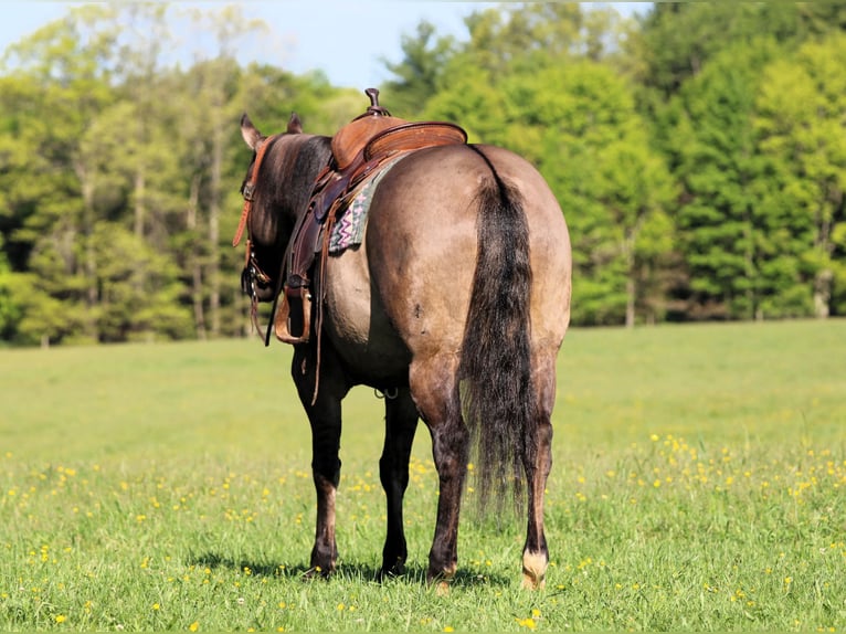 American Quarter Horse Klacz 7 lat Grullo in Clarion