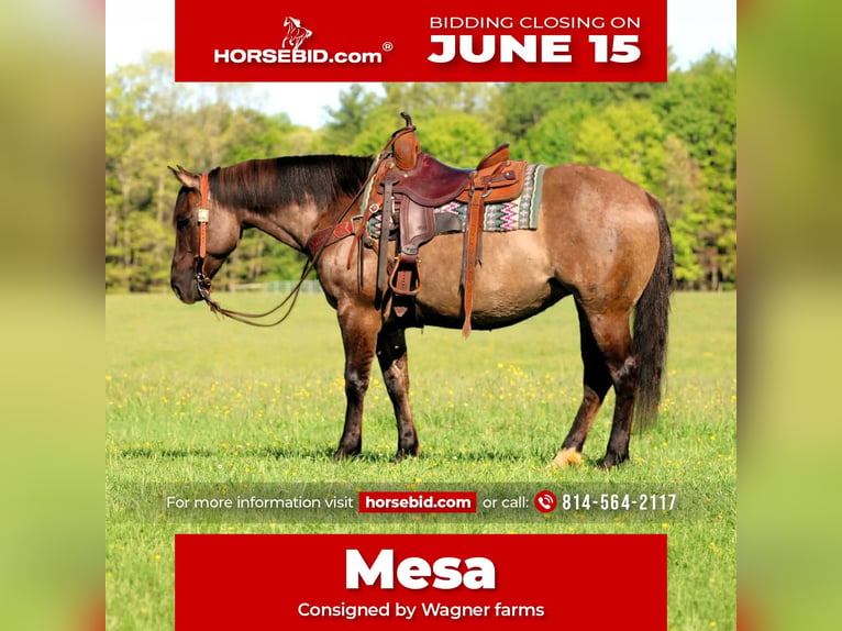 American Quarter Horse Klacz 7 lat Grullo in Clarion