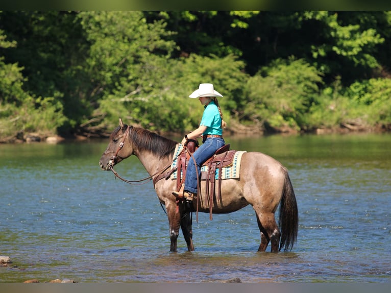 American Quarter Horse Klacz 7 lat Grullo in Clarion