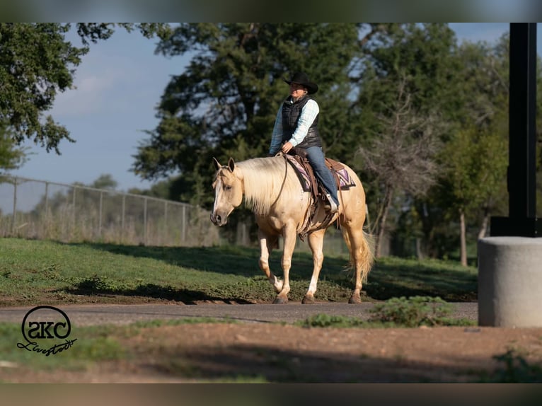 American Quarter Horse Klacz 7 lat Izabelowata in Canyon