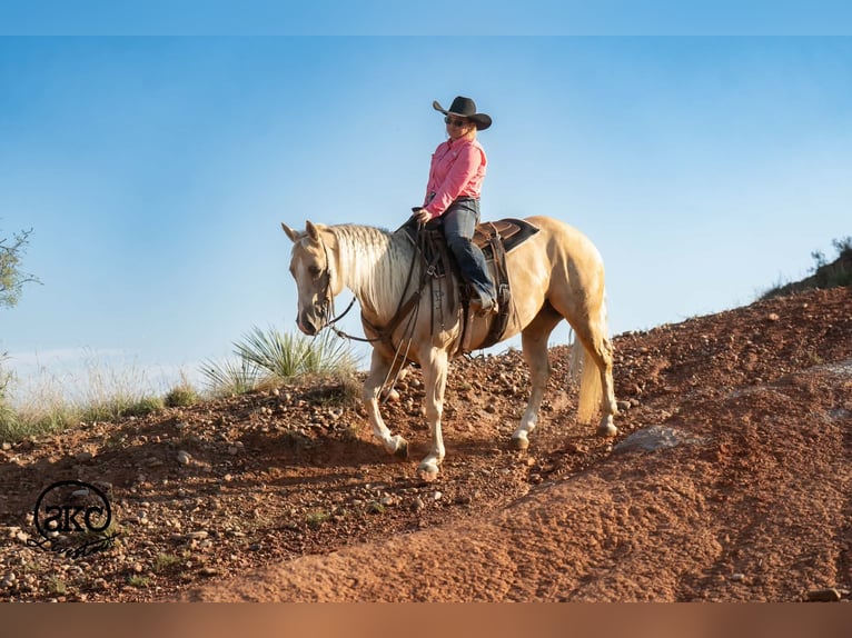 American Quarter Horse Klacz 7 lat Izabelowata in Canyon