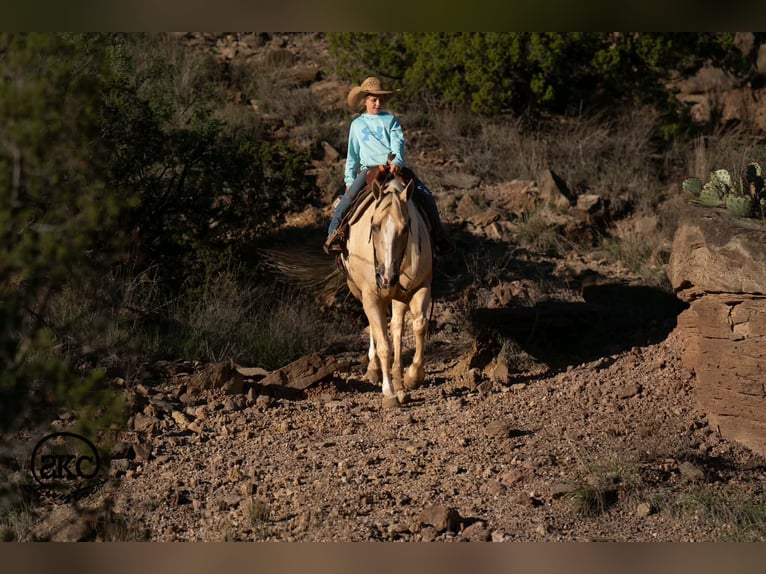 American Quarter Horse Klacz 7 lat Izabelowata in Canyon