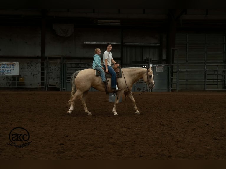 American Quarter Horse Klacz 7 lat Izabelowata in Canyon