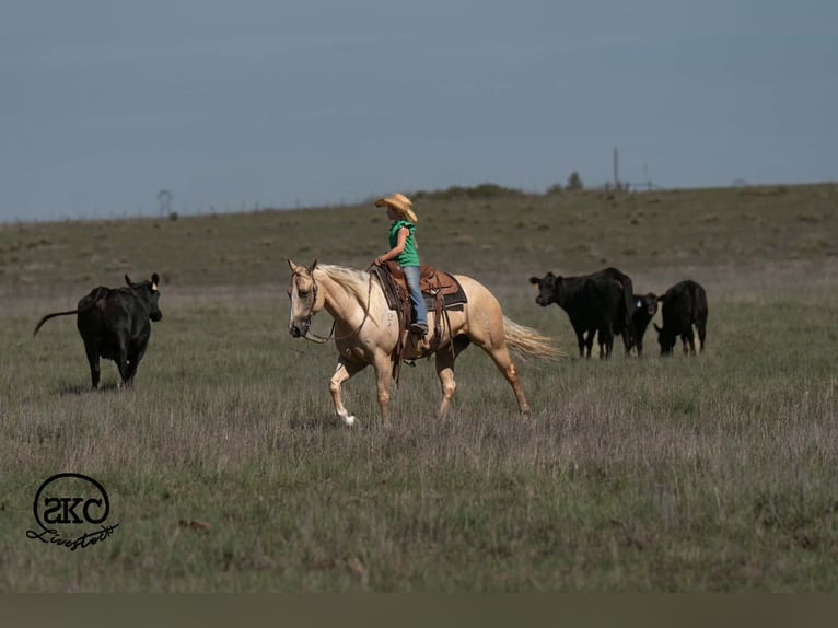 American Quarter Horse Klacz 7 lat Izabelowata in Canyon
