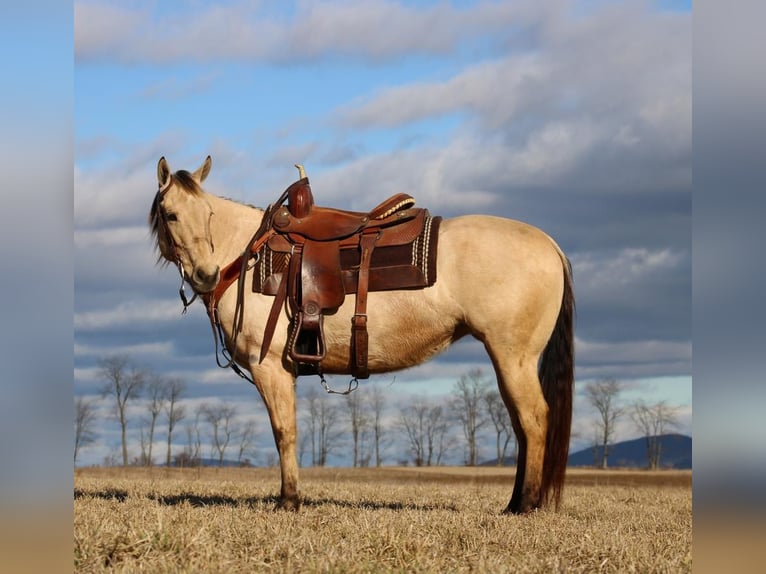 American Quarter Horse Klacz 7 lat Jelenia in Rebersburg, PA