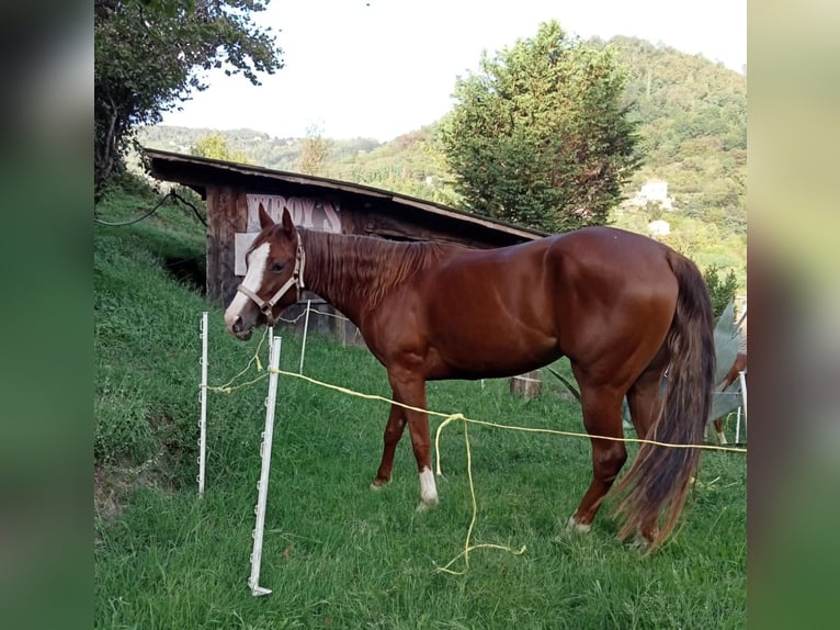 American Quarter Horse Klacz 7 lat Kasztanowata in Giovi