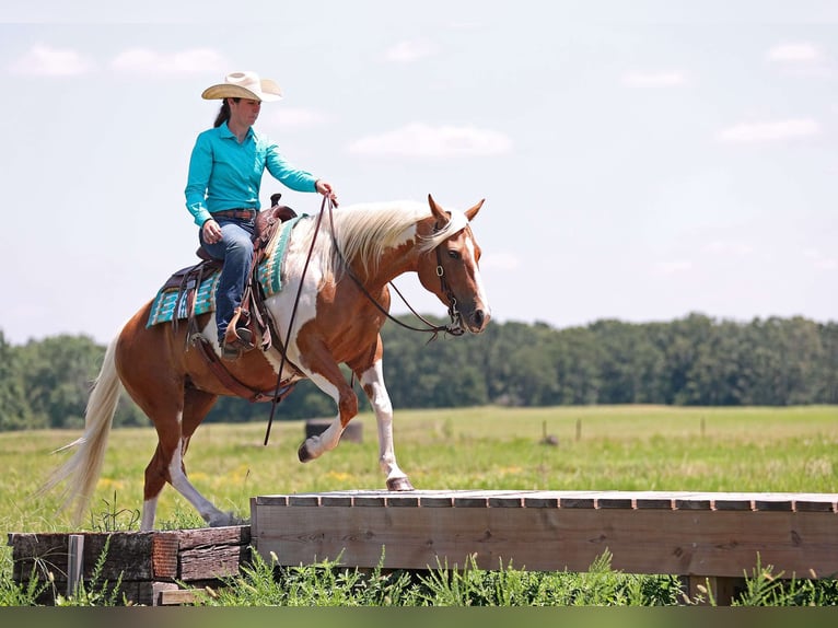 American Quarter Horse Klacz 7 lat Tobiano wszelkich maści in Adair OK