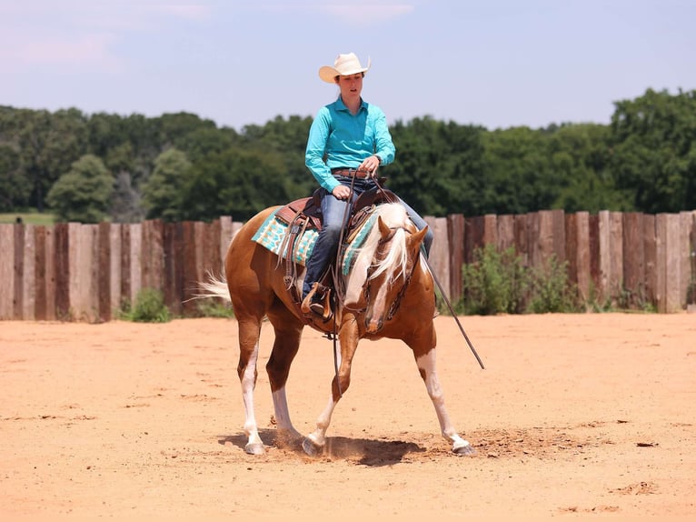 American Quarter Horse Klacz 7 lat Tobiano wszelkich maści in Adair OK