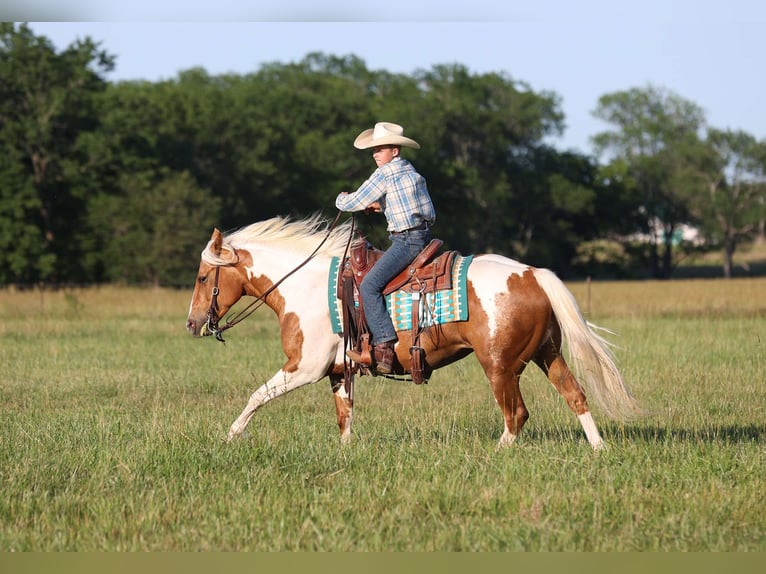 American Quarter Horse Klacz 7 lat Tobiano wszelkich maści in Adair OK