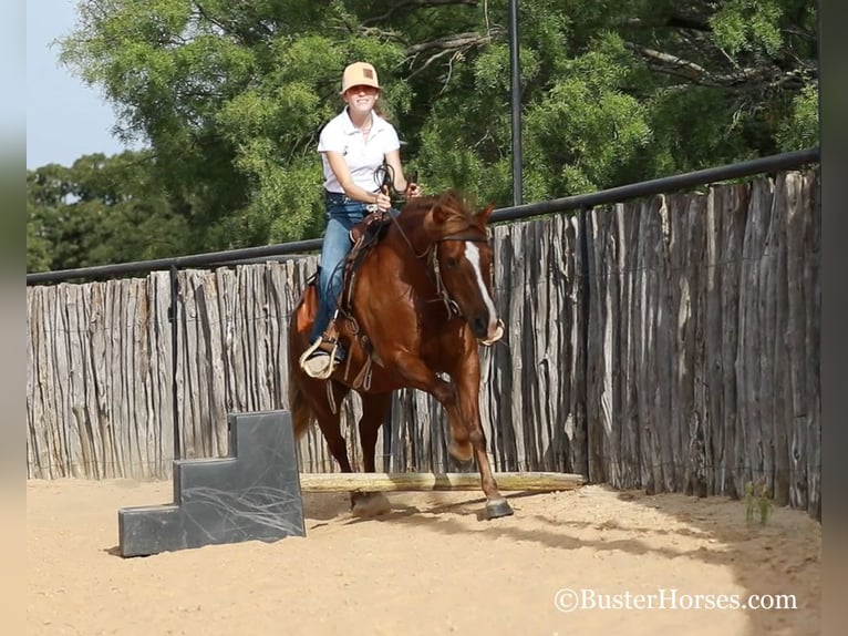 American Quarter Horse Klacz 8 lat 124 cm Gniada in Weatherford TX