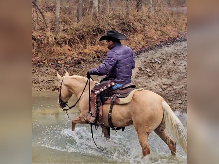 American Quarter Horse Klacz 8 lat 135 cm Izabelowata in Robards