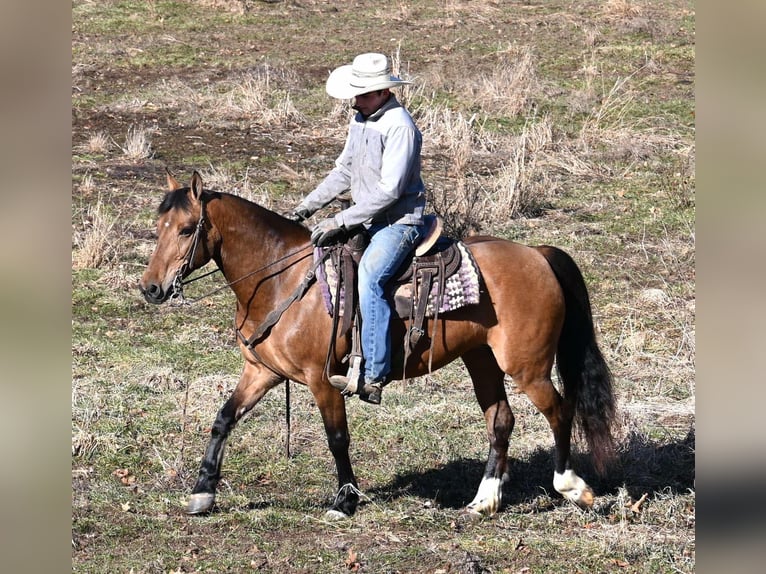 American Quarter Horse Klacz 8 lat 137 cm Bułana in Sturgis, Mi