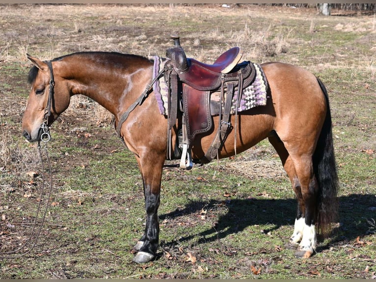 American Quarter Horse Klacz 8 lat 137 cm Bułana in Sturgis, Mi