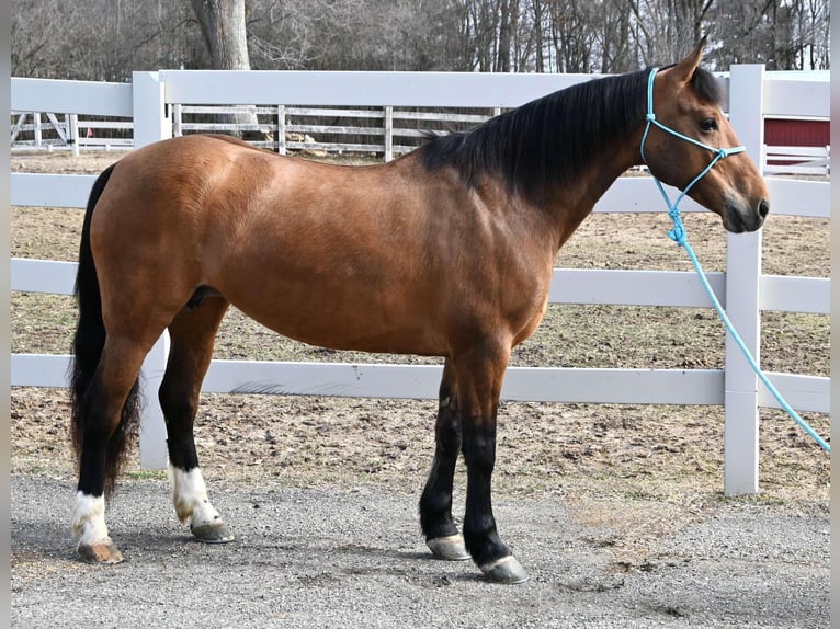 American Quarter Horse Klacz 8 lat 137 cm Bułana in Sturgis, Mi