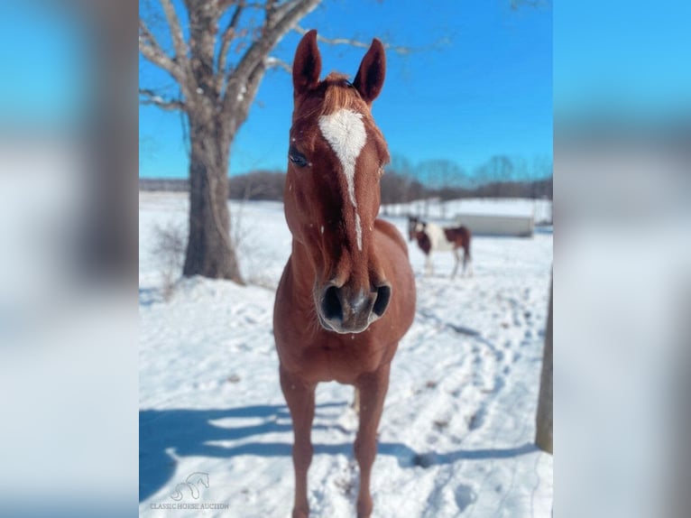 American Quarter Horse Klacz 8 lat 142 cm Ciemnokasztanowata in Clarksburg, TN