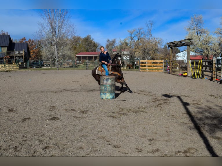 American Quarter Horse Klacz 8 lat 142 cm Gniada in Fort Collins, CO