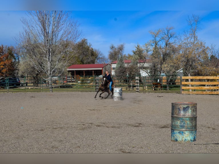 American Quarter Horse Klacz 8 lat 142 cm Gniada in Fort Collins, CO