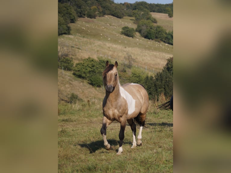 American Quarter Horse Klacz 8 lat 146 cm Kasztanowata in Mansfeld