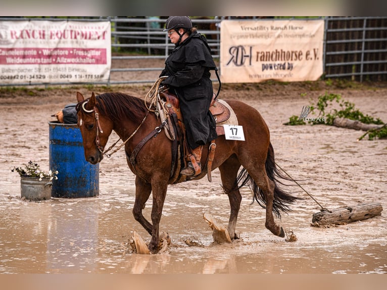 American Quarter Horse Klacz 8 lat 146 cm Kasztanowata in Nidderau