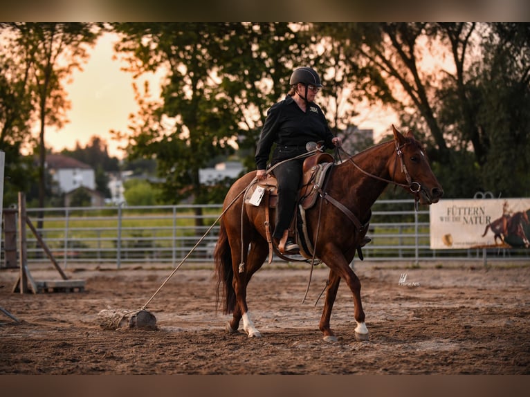 American Quarter Horse Klacz 8 lat 146 cm Kasztanowata in Nidderau