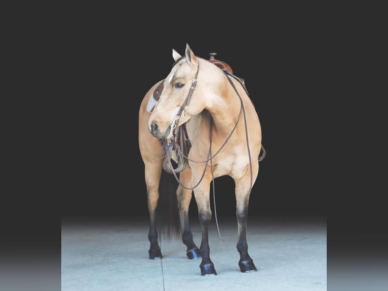 American Quarter Horse Klacz 8 lat 147 cm Bułana in Millerstown, PA