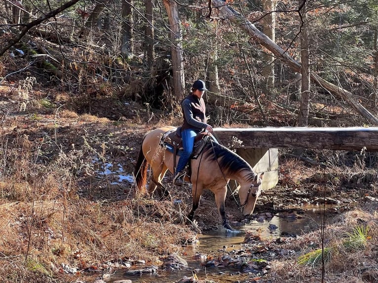 American Quarter Horse Klacz 8 lat 147 cm Bułana in Millerstown, PA