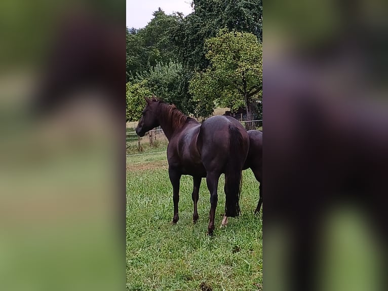 American Quarter Horse Klacz 8 lat 147 cm Ciemnokasztanowata in Bad Liebenzell