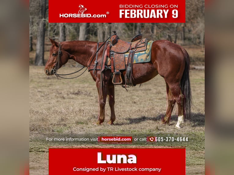 American Quarter Horse Klacz 8 lat 147 cm Cisawa in Rusk