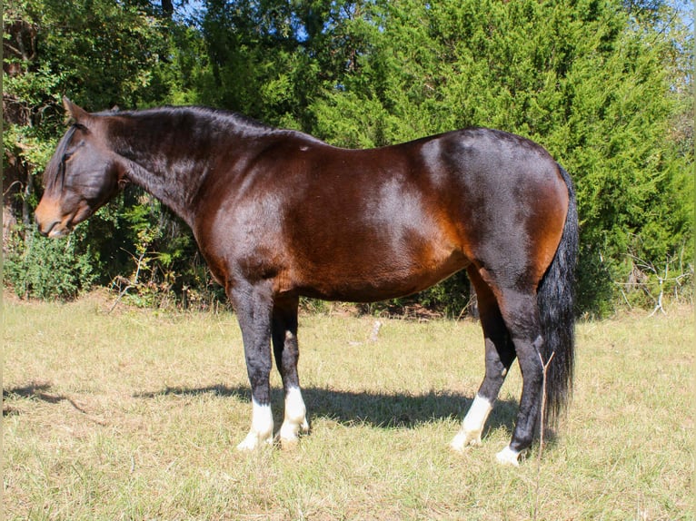 American Quarter Horse Klacz 8 lat 147 cm Gniada in Rusk TX