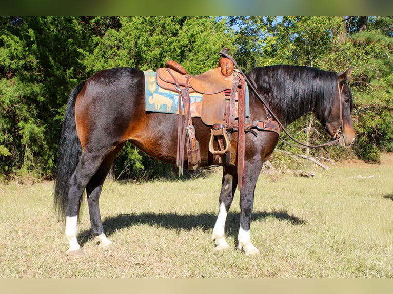 American Quarter Horse Klacz 8 lat 147 cm Gniada in Rusk TX